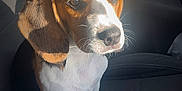 Aya a rejoint le concours — aidez-le/la à gagner de superbes lots ! beagle, puppy, dog, car_seat, sunlight, pet, animal, cute, brown, white, ears, portrait, sitting, indoor, young_dog, nose, whiskers, fur, paw, companion