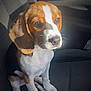 beagle, puppy, dog, car_seat, sunlight, pet, animal, cute, brown, white, ears, portrait, sitting, indoor, young_dog, nose, whiskers, fur, paw, companion