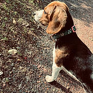 Aya a rejoint le concours — aidez-le/la à gagner de superbes lots ! dog, beagle, collar, outdoor, gravel, path, sunlight, nature, pet, animal, walking, ears, fur, side_view, daylight, grass, plants, shadow, muzzle, canine