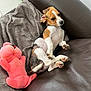 Aya participe au concours pour gagner de l'argent avec cette photo : puppy, dog, brown_leather_couch, blanket, stuffed_toy, pink_toy, relaxed, indoor, floor_tiles, cute, pet, lying_down, paw, young_dog, fur, collar, cozy, home, animal, resting