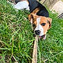 Aya a rejoint le concours — aidez-le/la à gagner de superbes lots ! dog, beagle, puppy, grass, outdoor, playful, wood, fence, nature, pet, animal, closeup, chewing, greenery, young, canine, snout, ears, fur, tongue