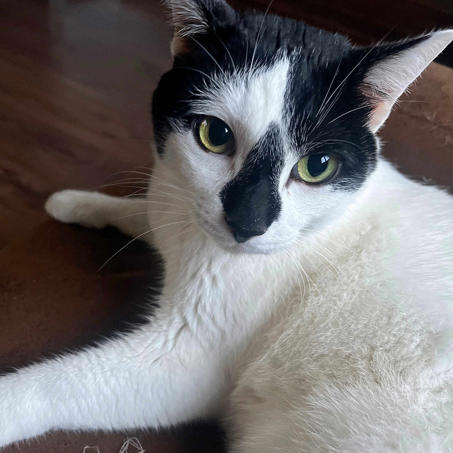 Oreo participe au concours pour gagner de l'argent avec cette photo : abyssinian, angora, animal, canine, cat, dog, hardwood, husky, indoors, interiordesign, kitten, manx, pet, siamese, stainedwood, wood