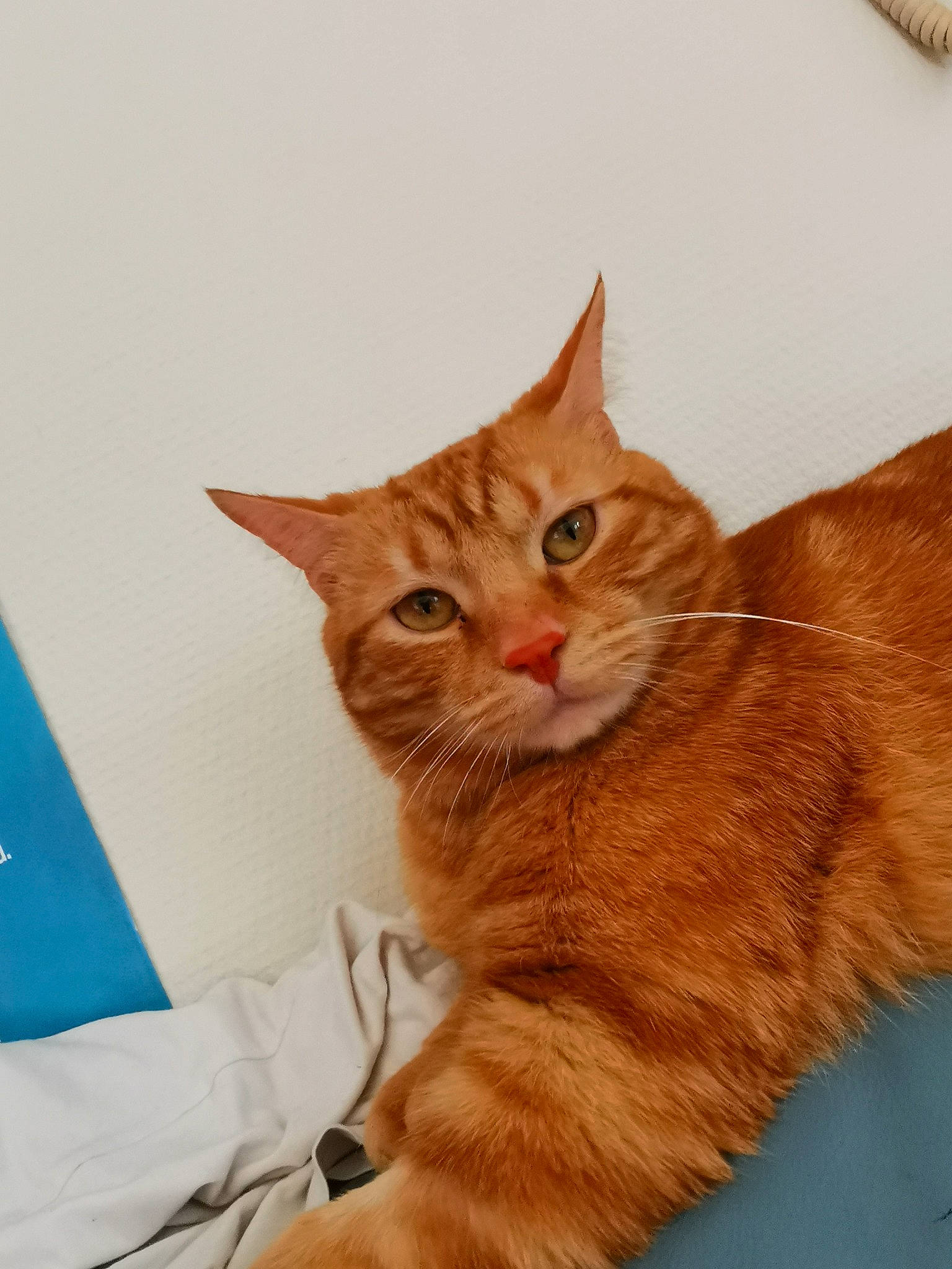 Rouille participe au concours pour gagner de l'argent avec cette photo : carnivore, cat, claw, domestic_short_haired_cat, eye, fawn, felidae, fur, gesture, paw, peach, small_to_medium_sized_cats, snout, tail, terrestrial_animal, whiskers, window, wood