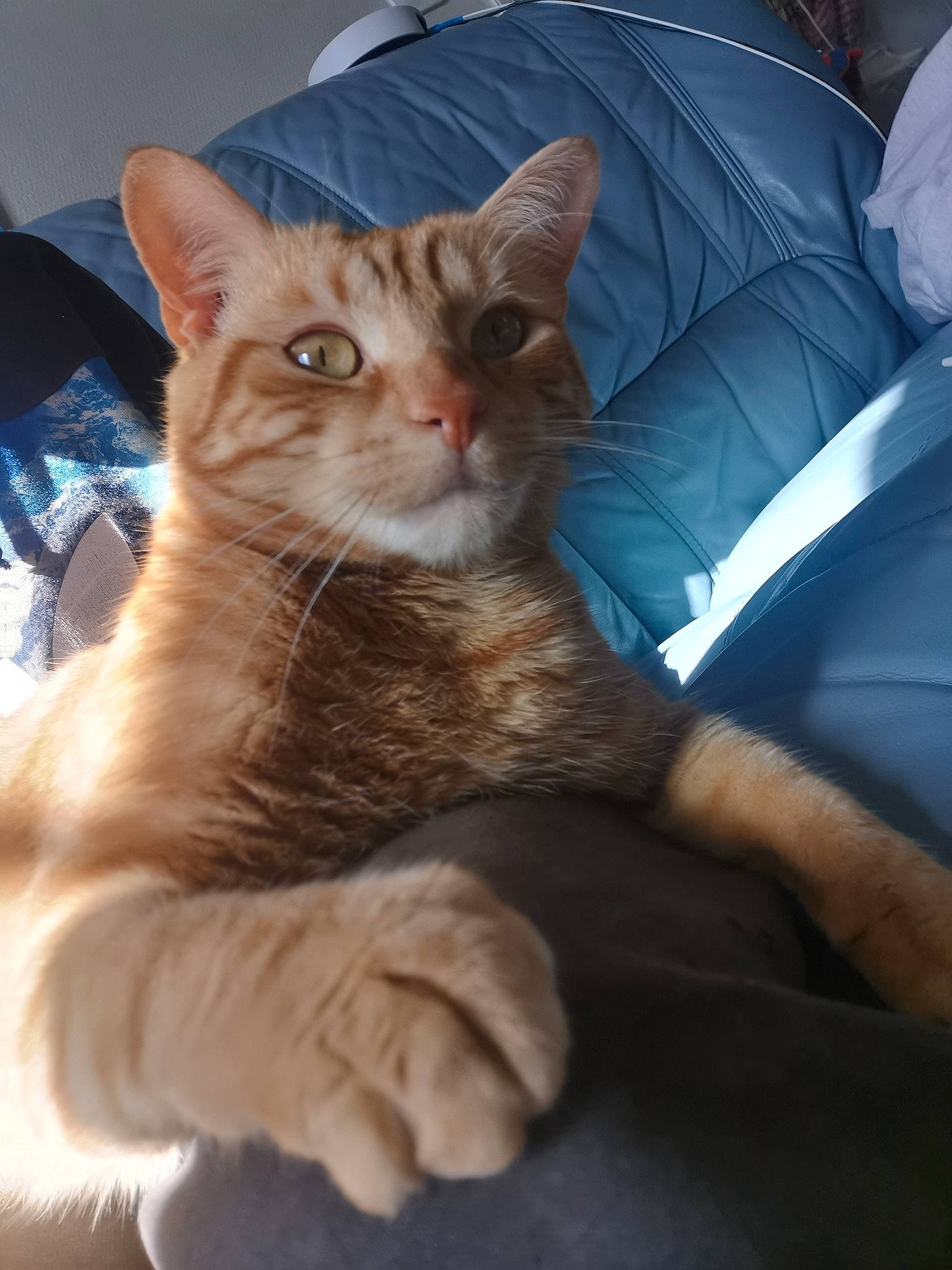 Rouille a rejoint le concours — aidez-le/la à gagner de superbes lots ! carnivore, cat, comfort, couch, domestic_short_haired_cat, ear, eye, fawn, felidae, fur, gesture, iris, mammal, small_to_medium_sized_cats, snout, tail, tree, vertebrate, whiskers, window