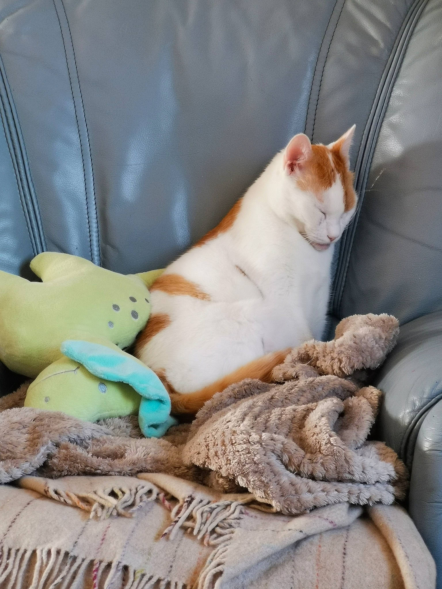 Nyan a rejoint le concours — aidez-le/la à gagner de superbes lots ! bedding, carnivore, cat, comfort, domestic_short_haired_cat, fawn, felidae, fur, linens, mammal, nap, paw, sand, sitting, small_to_medium_sized_cats, snout, tail, vertebrate, whiskers, wood