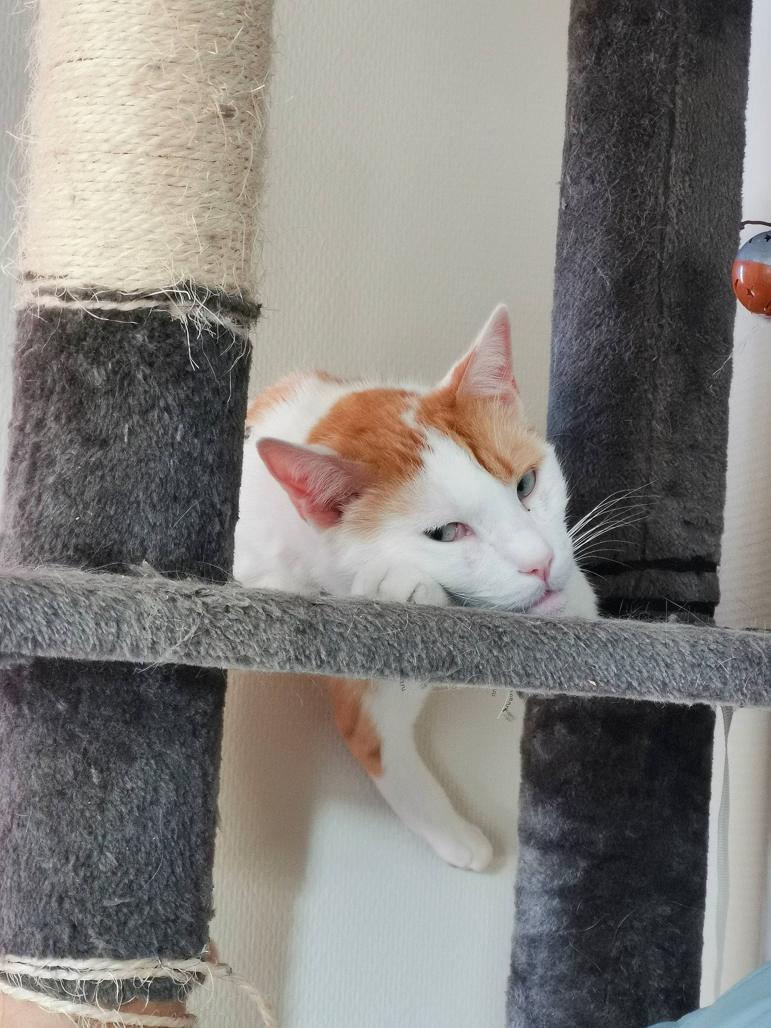 Nyan participe au concours pour gagner de l'argent avec cette photo : art, carnivore, cat, chair, domestic_short_haired_cat, fawn, felidae, fur, pattern, paw, plant, room, shelf, small_to_medium_sized_cats, tail, whiskers, window, wood