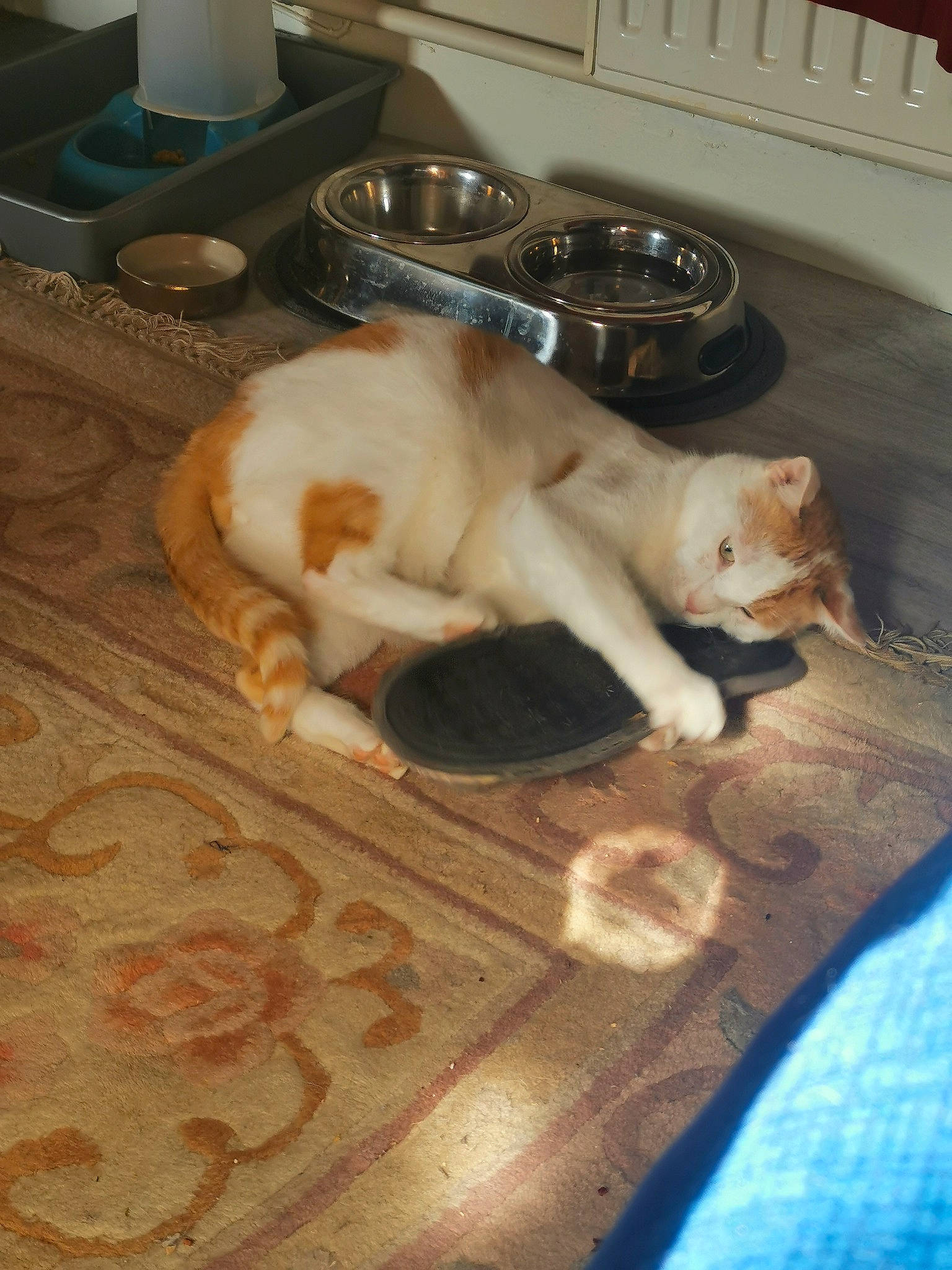 Nyan a rejoint le concours — aidez-le/la à gagner de superbes lots ! carnivore, cat, comfort, companion_dog, dog_breed, domestic_short_haired_cat, fawn, felidae, floor, flooring, fur, hardwood, paw, room, small_to_medium_sized_cats, snout, sporting_group, tail, whiskers, wood