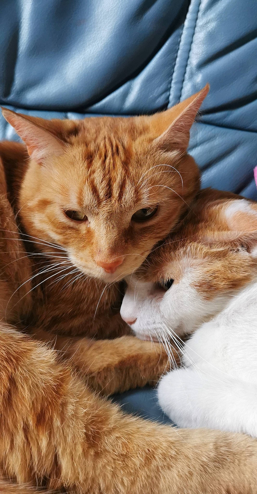 Nyan a rejoint le concours — aidez-le/la à gagner de superbes lots ! carnivore, cat, claw, comfort, domestic_short_haired_cat, fawn, felidae, fur, grass, nap, paw, sitting, small_to_medium_sized_cats, snout, tail, tree, whiskers, wildlife, window