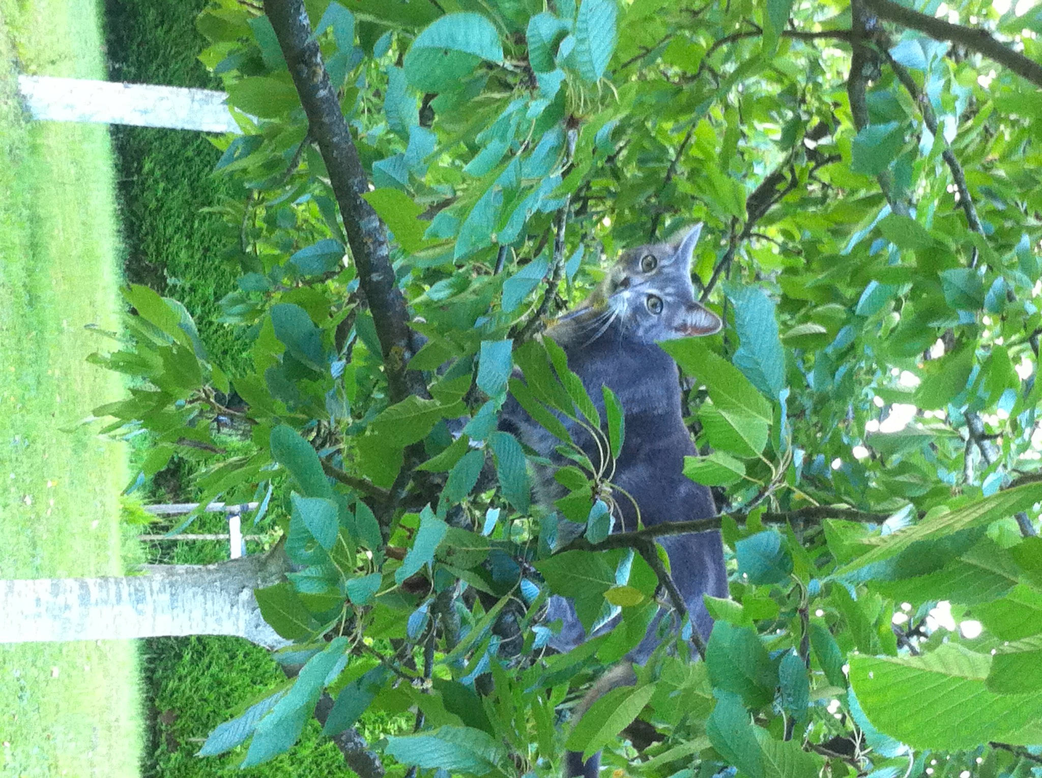 Elliot participe au concours pour gagner de l'argent avec cette photo : annual_plant, buddleia, electric_blue, flower, flowering_plant, fruit_tree, herb, plant, terrestrial_plant, tree, twig, wildlife