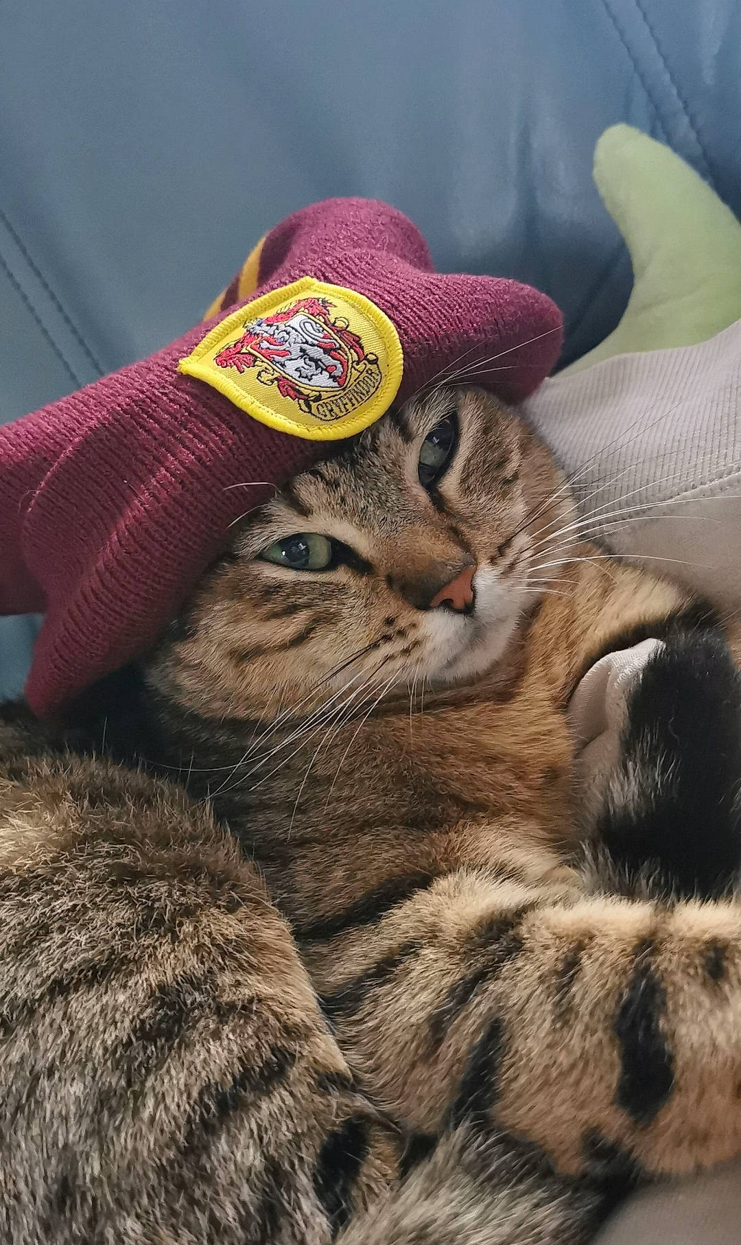 Timon a rejoint le concours — aidez-le/la à gagner de superbes lots ! cap, carnivore, cat, comfort, costume_hat, domestic_short_haired_cat, fashion_accessory, fawn, felidae, fur, fur_clothing, hat, linens, mammal, small_to_medium_sized_cats, snout, sun_hat, terrestrial_animal, vertebrate, whiskers