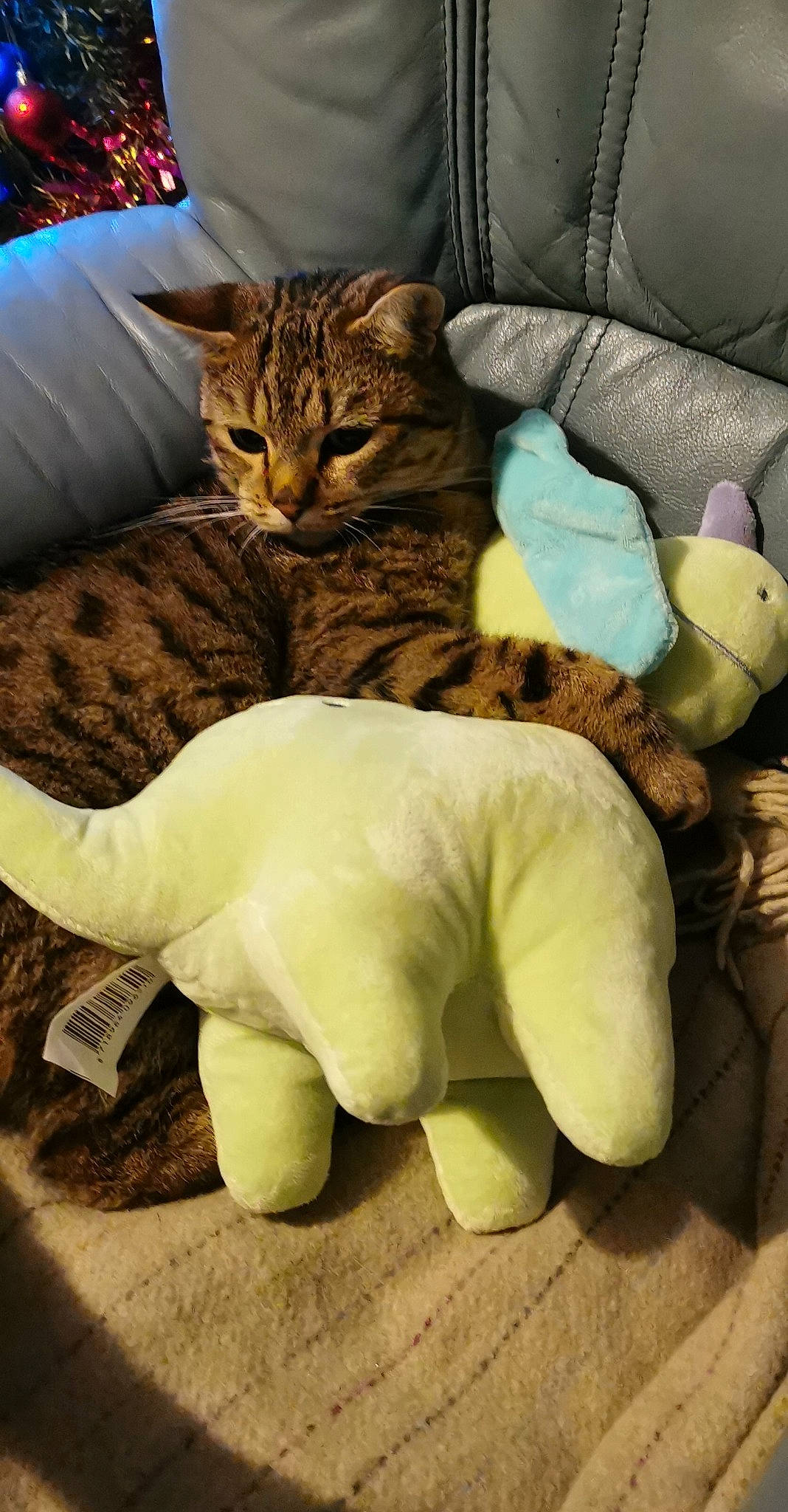 Timon a rejoint le concours — aidez-le/la à gagner de superbes lots ! bed, canidae, carnivore, cat, claw, comfort, companion_dog, dog_breed, domestic_short_haired_cat, fawn, felidae, fur, linens, paw, small_to_medium_sized_cats, snout, tail, terrestrial_animal, toy, whiskers