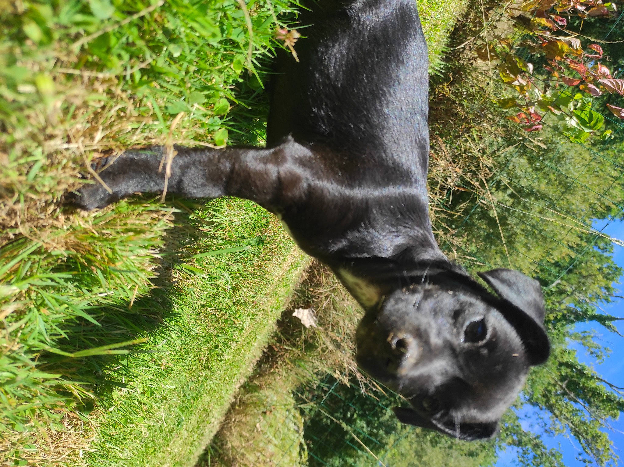 Tuka participe au concours pour gagner de l'argent avec cette photo : art, botany, carnivore, dog_breed, fawn, grass, groundcover, plant, sculpture, sky, sloth, snout, sporting_group, statue, tail, terrestrial_animal, terrestrial_plant, tree, trunk, working_animal