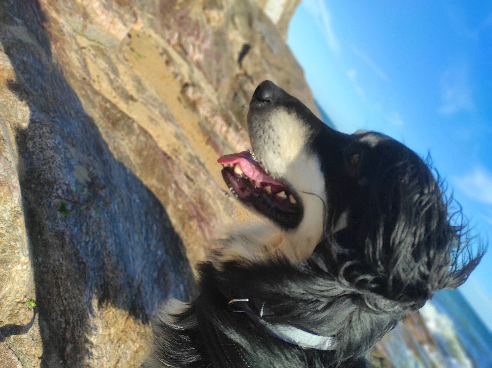 Néo a rejoint le concours — aidez-le/la à gagner de superbes lots ! canidae, carnivore, cloud, cocker_spaniel, collar, companion_dog, dog, dog_breed, dog_collar, fang, fawn, fur, happy, plant, sky, snout, spaniel, sporting_group, whiskers, yawn