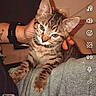 Bozo a rejoint le concours — aidez-le/la à gagner de superbes lots ! cat, kitten, tabby, pet, animal, lap, hand, person, indoor, furniture, couch, clothing, jeans, tattoo, watch, screen_overlay, music, smartphone, casual, cozy