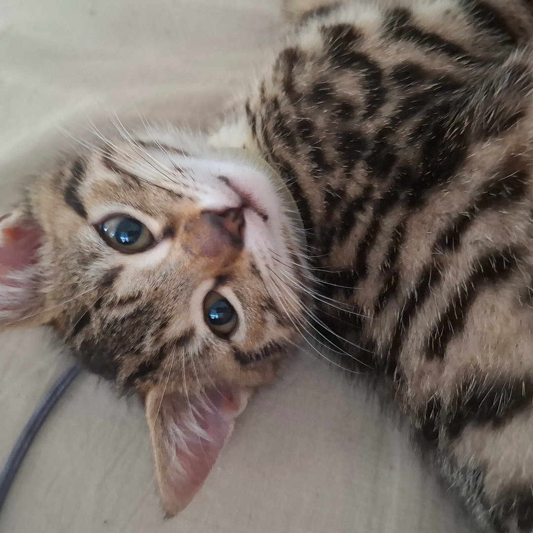 Bozo participe au concours pour gagner de l'argent avec cette photo : kitten, cat, tabby, feline, pet, young, cute, lying_down, blue_eyes, striped_fur, whiskers, ears, close_up, indoor, resting, fur_texture, animal, adorable, curious, soft