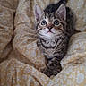Bozo a rejoint le concours — aidez-le/la à gagner de superbes lots ! animal, bed, blanket, cat, cozy, curious, cute, domestic, feline, fur, indoor, kitten, patterned, pet, small, soft, tabby, whiskers, yellow, young
