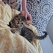 Bozo participe au concours pour gagner de l'argent avec cette photo : kitten, cat, tabby, yellow_blanket, hand, pillow, patterned_pillow, window, windowsill, indoor, cozy, resting, curious, pet, feline, animal, soft_texture, home, comfort, domestic