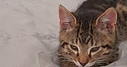 Bozo a rejoint le concours — aidez-le/la à gagner de superbes lots ! cat, kitten, tabby, sleepy, blanket, white, cozy, indoor, pet, fur, animal, cute, resting, young, mammal, face, ears, whiskers, comfort, bed