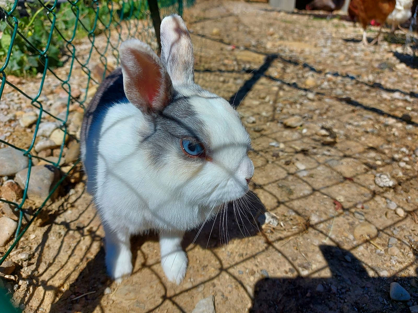 Nanar a rejoint le concours — aidez-le/la à gagner de superbes lots ! domestic_rabbit, ear, event, fawn, fence, fur, grass, hare, mammal, mesh, natural_material, plant, rabbit, rabbits_and_hares, snowshoe_hare, terrestrial_animal, vertebrate, whiskers, wire_fencing