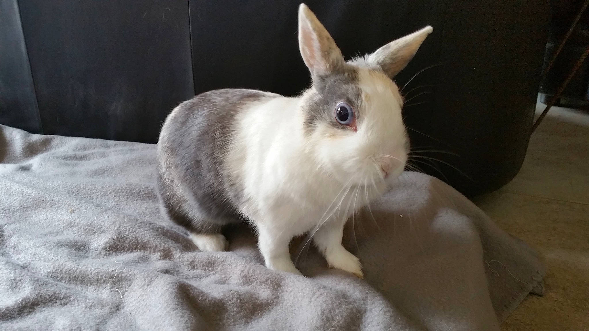 Nanar a rejoint le concours — aidez-le/la à gagner de superbes lots ! domestic_rabbit, ear, event, fawn, fur, natural_material, rabbit, rabbits_and_hares, snout, tail, terrestrial_animal, whiskers, wildlife