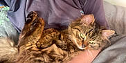 Mocha is registered to the contest to win money with this photo: cat, tabby, pet, animal, fur, fluffy, relaxed, indoor, person, arms, holding, cozy, resting, brown, striped, cute, domestic, feline, sleepy, companion
