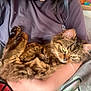 cat, tabby, pet, animal, fur, fluffy, relaxed, indoor, person, arms, holding, cozy, resting, brown, striped, cute, domestic, feline, sleepy, companion