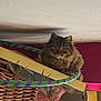 Mocha is registered to the contest to win money with this photo: cat, tabby, fluffy, pet, indoor, shelf, hula_hoop, basket, clutter, attic, curious, furniture, wood, storage, brown, green, purple, animal, cute, wide_eyes