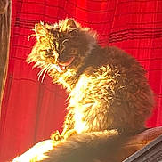 Mocha is registered to the contest to win money with this photo: cat, fluffy, tongue_out, sunlight, red_curtains, indoor, pet, feline, fur, cozy, warm_light, sitting, playful, cute, animal, domestic, whiskers, tail, home, relaxed