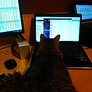 Ippy a rejoint le concours — aidez-le/la à gagner de superbes lots ! cat, tabby_cat, laptop, computer, monitor, desk, workspace, technology, screen, chat_window, office, electronics, keyboard, mouse, indoor, feline, pet, brown, striped, focused