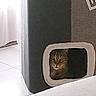 Ippy a rejoint le concours — aidez-le/la à gagner de superbes lots ! cat, tabby_cat, cat_condo, peeking, indoor, curious, pet, feline, animal, small_opening, cozy, tiled_floor, curtain, natural_light, home, pet_furniture, domestic_cat, eyes, face, quiet