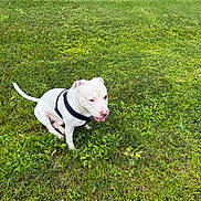 Bubby joined the competition — help win amazing prizes! dog, white_dog, grass, outdoor, pet, canine, sitting, harness, nature, animal, happy, daylight, park, greenery, playful, tongue_out, summer, friendly, cute, domestic_animal
