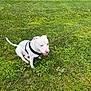animal, canine, cute, daylight, dog, domestic_animal, friendly, grass, greenery, happy, harness, nature, outdoor, park, pet, playful, sitting, summer, tongue_out, white_dog