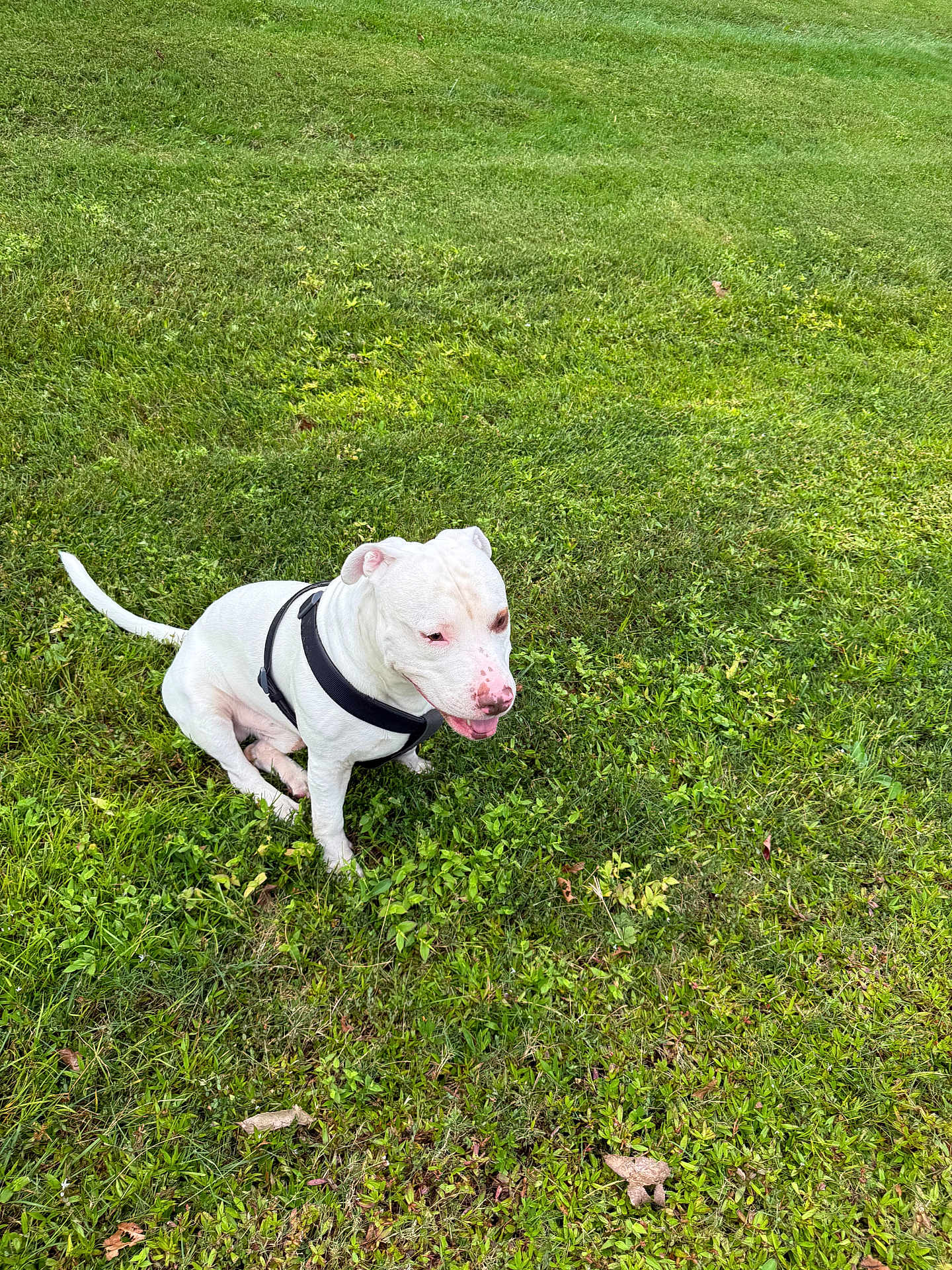 Bubby