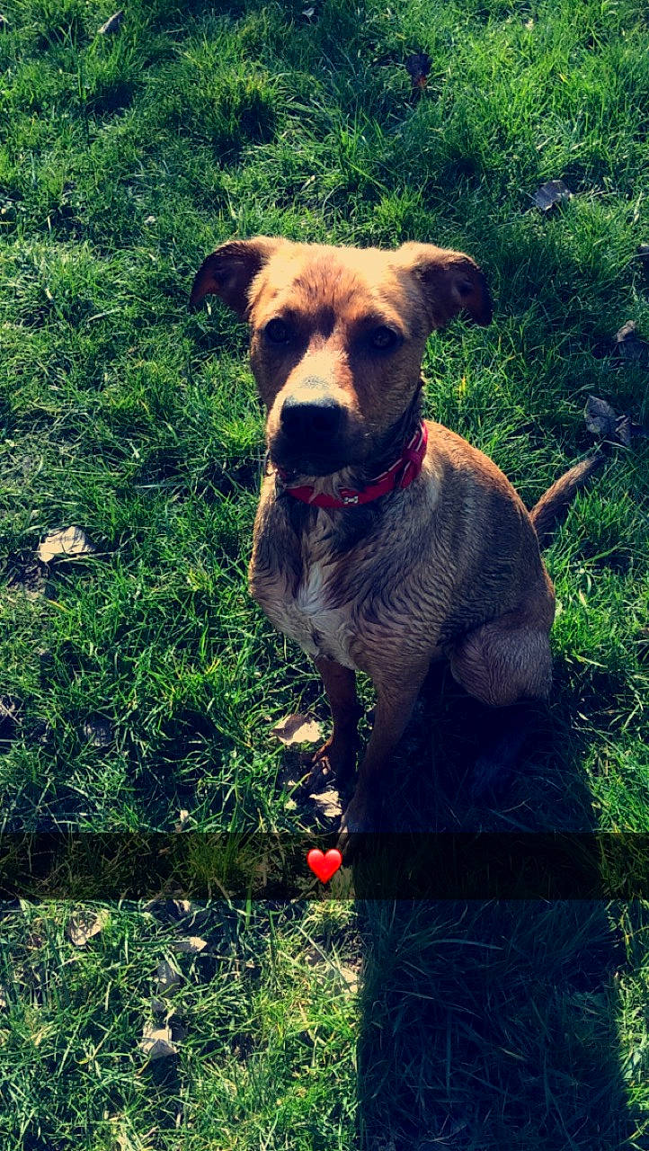 Naya a rejoint le concours — aidez-le/la à gagner de superbes lots ! canidae, carnivore, companion_dog, dog, dog_breed, fawn, grass, hunting_dog, labrador_retriever, mammal, mountain_cur, patterdale_terrier, potcake_dog, snout, sporting_group, tail