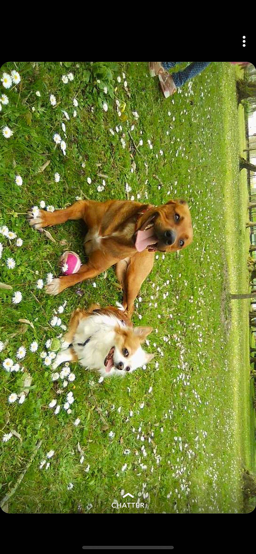 Naya a rejoint le concours — aidez-le/la à gagner de superbes lots ! canidae, carnivore, companion_dog, dog, dog_breed, fawn, mammal, puppy, sporting_group