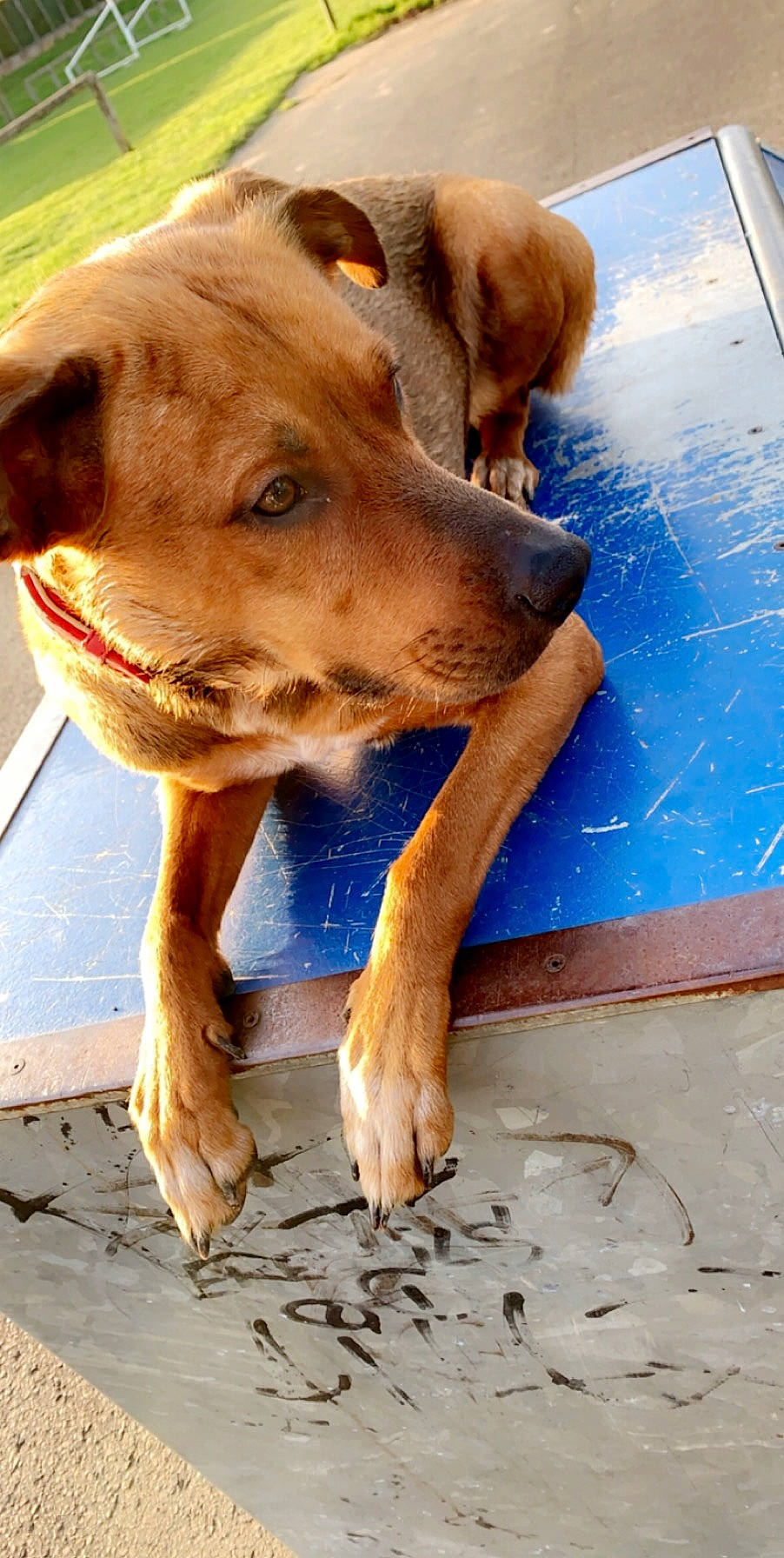 Naya participe au concours pour gagner de l'argent avec cette photo : american_pit_bull_terrier, canidae, carnivore, dog, dog_breed, fawn, pit_bull, rare_breed_dog, snout, sporting_group, tosa, vizsla