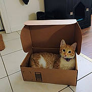 Punkin is registered to the contest to win money with this photo: animal, box, cardboard_box, cat, collar, cozy, cute, domestic, door, feline, floor_tile, home, household, indoor, living_space, orange_cat, pet, relaxed, resting, wood_floor