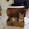 animal, box, cardboard_box, cat, collar, cozy, cute, domestic, door, feline, floor_tile, home, household, indoor, living_space, orange_cat, pet, relaxed, resting, wood_floor