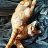 cat, orange_cat, pet, feline, relaxed, lying_down, blanket, indoor, cozy, fur, paw, cute, whiskers, animal, sleepy, soft_texture, stretching, resting, domestic_cat, playful