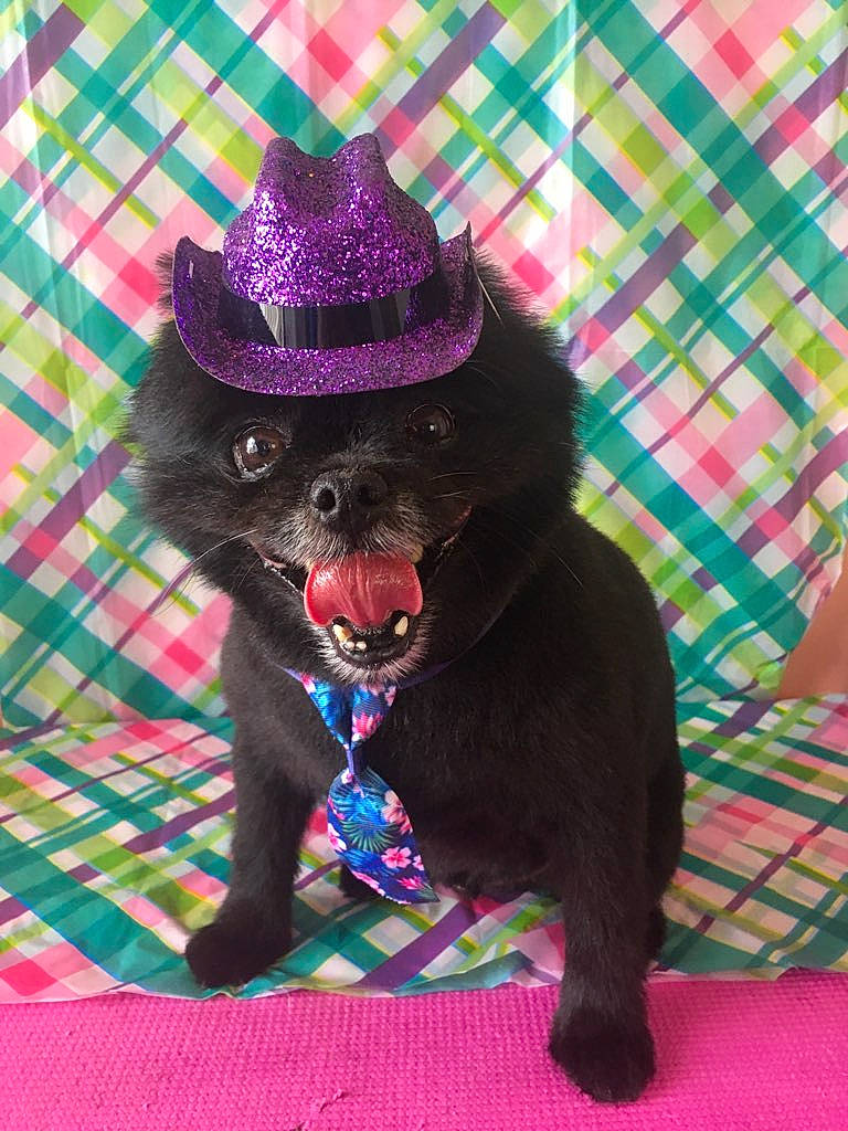 Cisco joined the competition — help win amazing prizes! carnivore, collar, companion_dog, costume_hat, dog, dog_breed, dog_collar, fashion_accessory, hat, liver, magenta, party_hat, pattern, pet_supply, pink, purple, tartan, toy_dog, witch_hat, working_animal