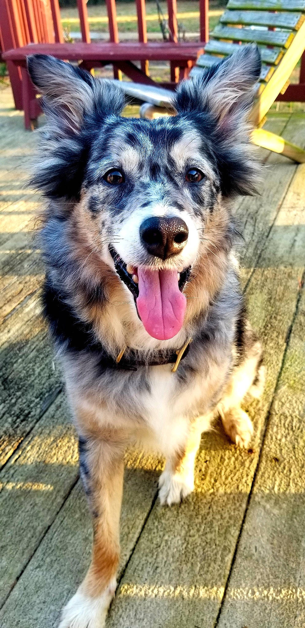 Callie is registered to the contest to win money with this photo: canidae, carnivore, collar, companion_dog, dog, dog_breed, dog_collar, fur, leash, plant, shadow, sporting_group, whiskers, wood, working_dog