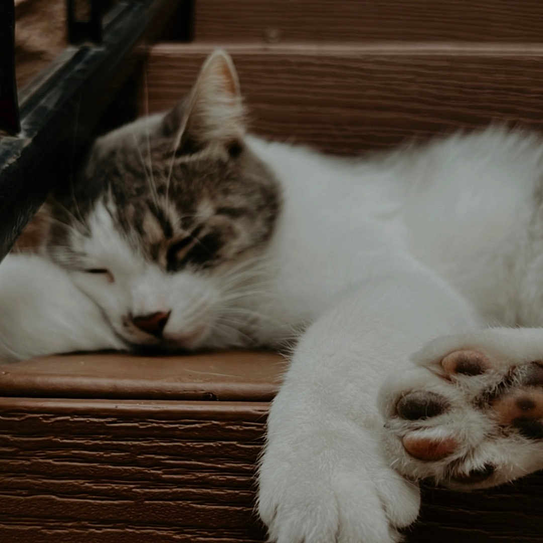 Oreo joined the competition — help win amazing prizes! animal, black_paw_pads, calm, cat, close_up, cute, feline, fur, indoor, mammal, metal_railing, paw, pet, relaxation, resting, sleeping, tabby, whiskers, white, wood