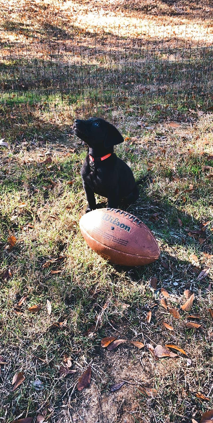 Bentley is registered to the contest to win money with this photo: canidae, carnivore, dog, dog_breed, field_trial, grass, hunting_dog, labrador_retriever, patterdale_terrier, pointer, sporting_group