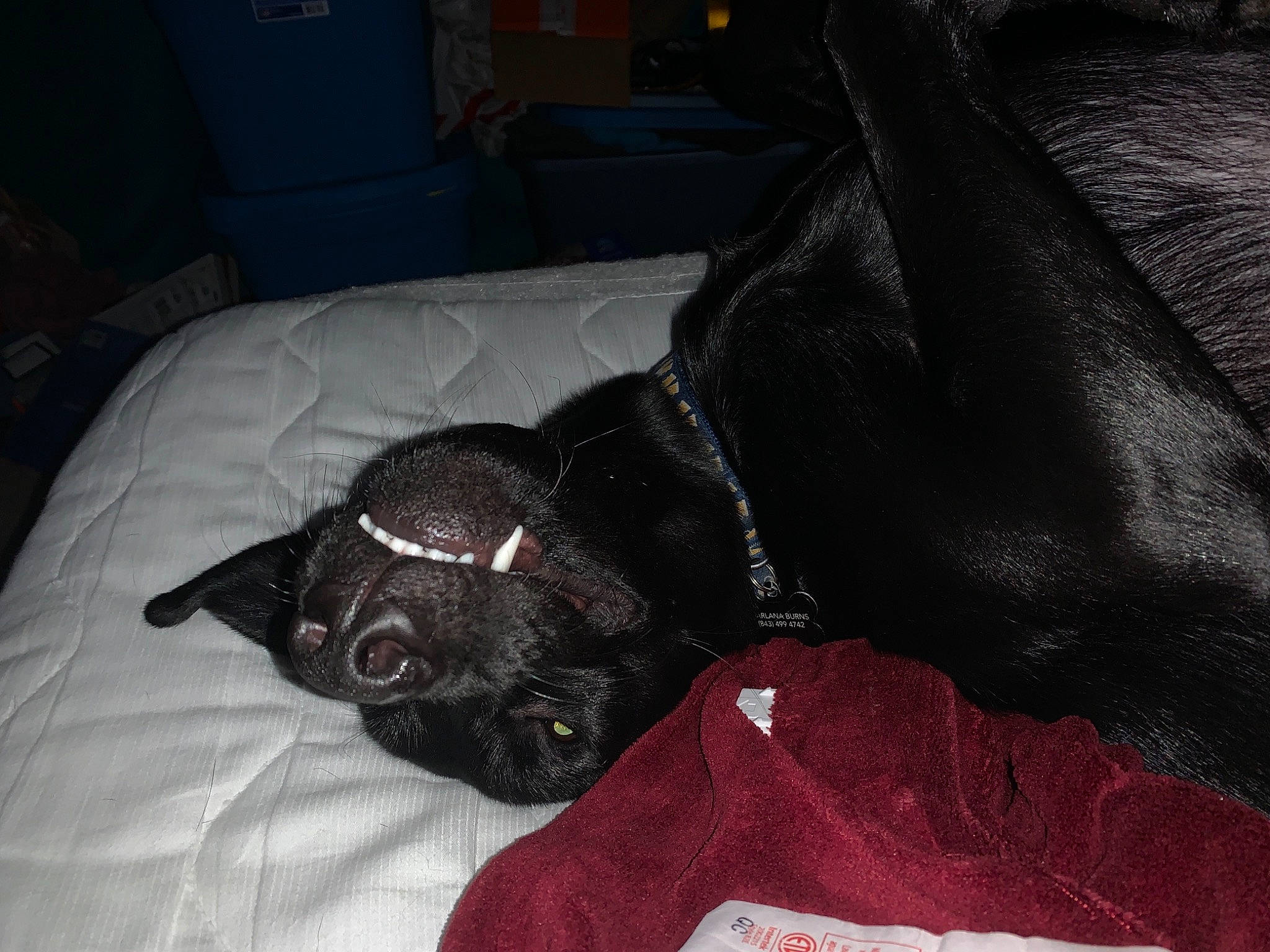 Bentley is registered to the contest to win money with this photo: black_cat, canidae, carnivore, cat, companion_dog, dog, dog_breed, fawn, french_bulldog, guard_dog, nap, non_sporting_group, puppy, sleep, snout, sporting_group