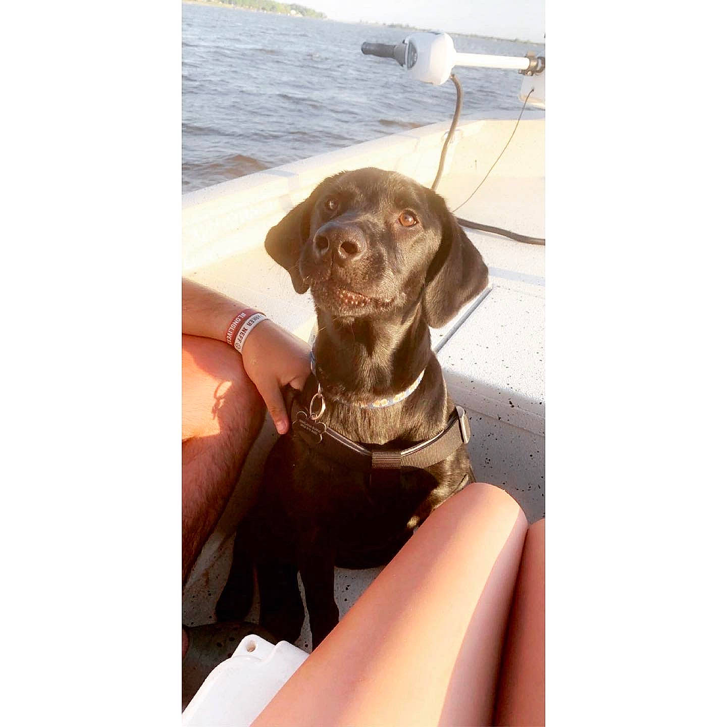Bentley joined the competition — help win amazing prizes! canidae, carnivore, companion_dog, dachshund, dog, dog_breed, dog_collar, ear, labrador_retriever, mammal, pointing_breed, puppy, selfie, snout, sporting_group, weimaraner