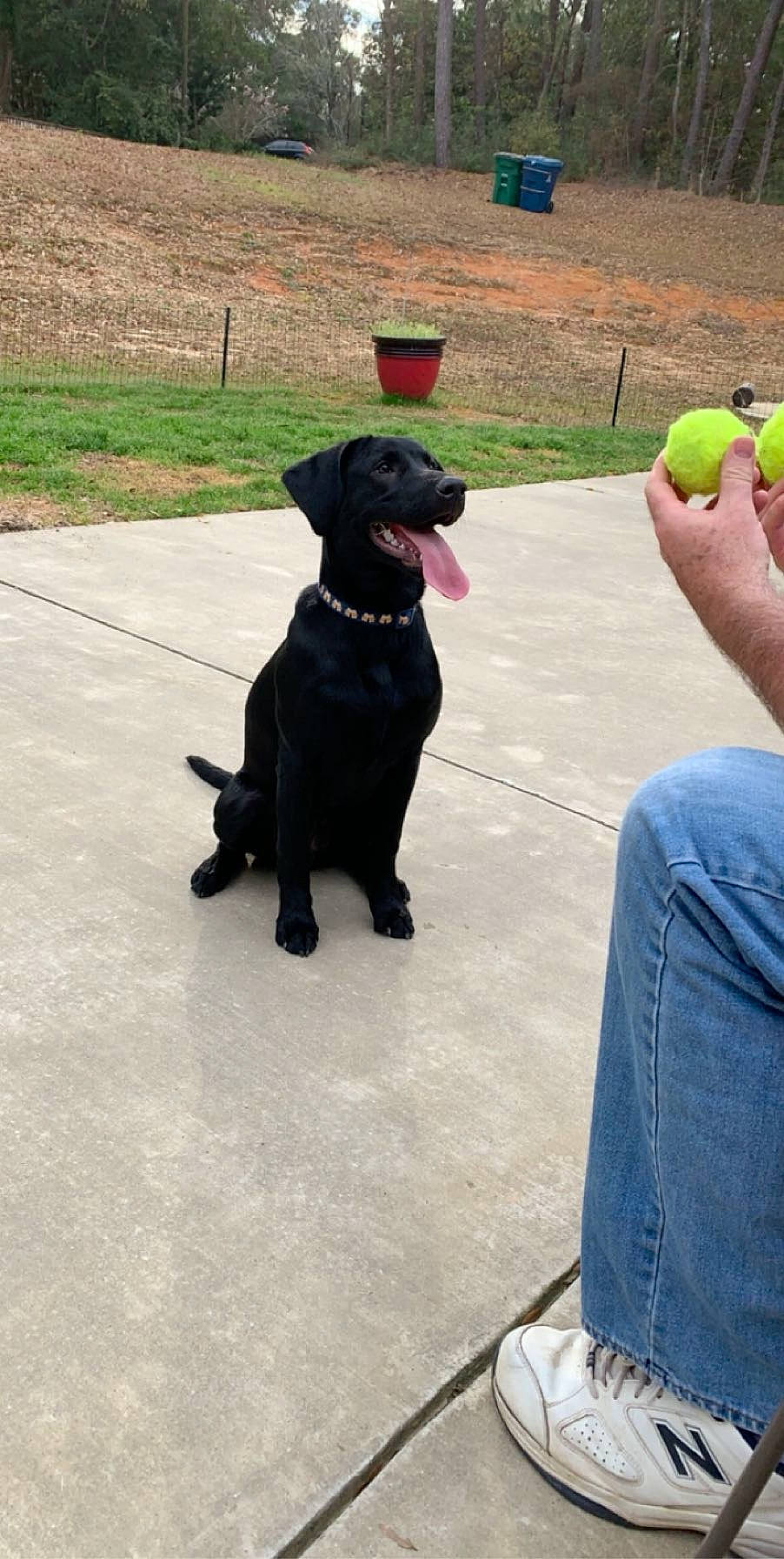 Bentley joined the competition — help win amazing prizes! beagador, borador, canidae, carnivore, companion_dog, dog, dog_breed, flat_coated_retriever, hunting_dog, labrador_retriever, obedience_training, patterdale_terrier, puppy, retriever, sporting_group