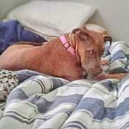 Nina joined the competition — help win amazing prizes! animal, bed, blanket, brown_dog, collar, cozy, dog, ears, fur, furniture, home, indoor, looking_back, lying_down, pet, pink_collar, resting, snout, soft_light, striped_blanket