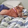 animal, bed, blanket, brown_dog, collar, cozy, dog, ears, fur, furniture, home, indoor, looking_back, lying_down, pet, pink_collar, resting, snout, soft_light, striped_blanket