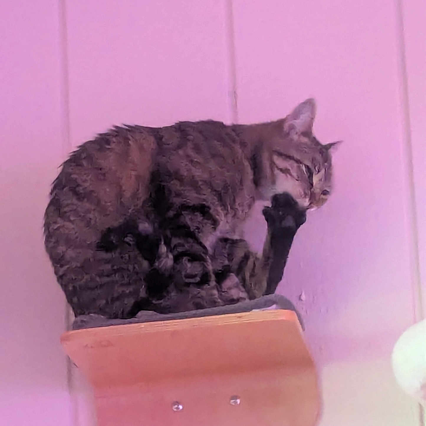 Señor Gato is registered to the contest to win money with this photo: animal, cat, cute, domestic_animal, ears, feline, fur, household, indoor, licking, paw, pet, pink_wall, relaxed, resting, sitting, tabby_cat, wall, whiskers, wooden_shelf