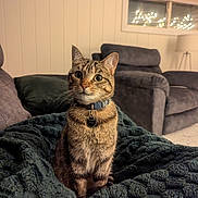 Señor Gato is registered to the contest to win money with this photo: alert, blanket, cat, collar, cozy, curious, domestic_animal, fairy_lights, fur, furniture, home_interior, indoor, lamp, living_room, pet, seated, sofa, tabby_cat, whiskers, window